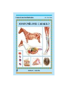 Anatomia Del Caballo